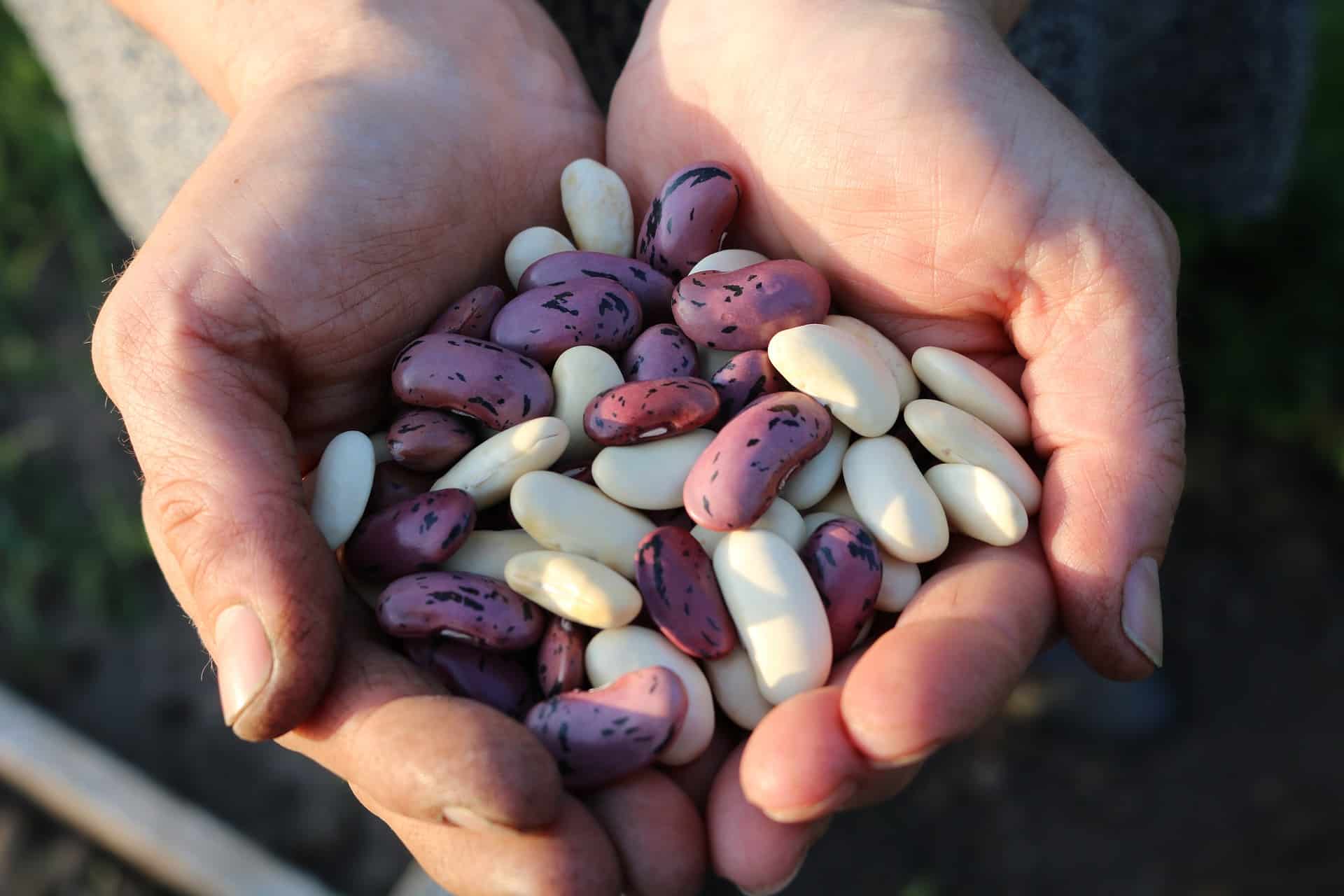 list of foods