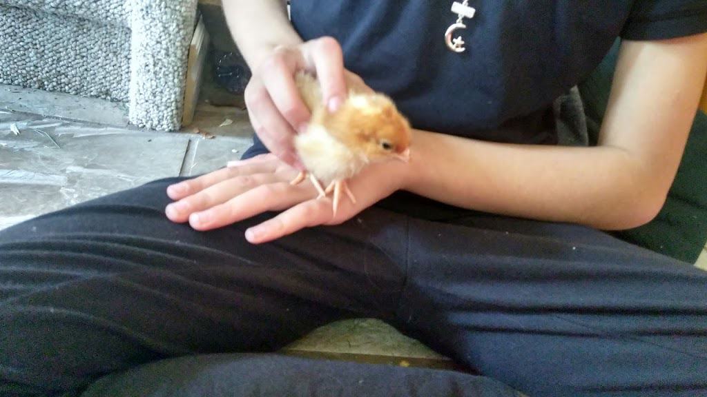 Baby Chicks