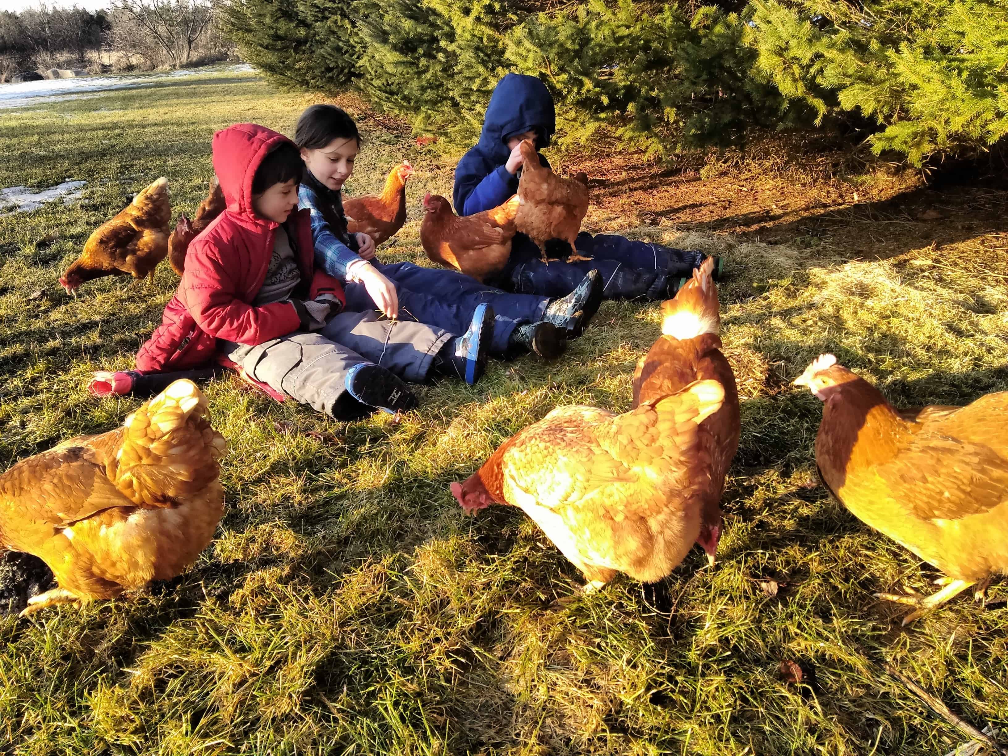 Homesteading:  When you feel like Quitting