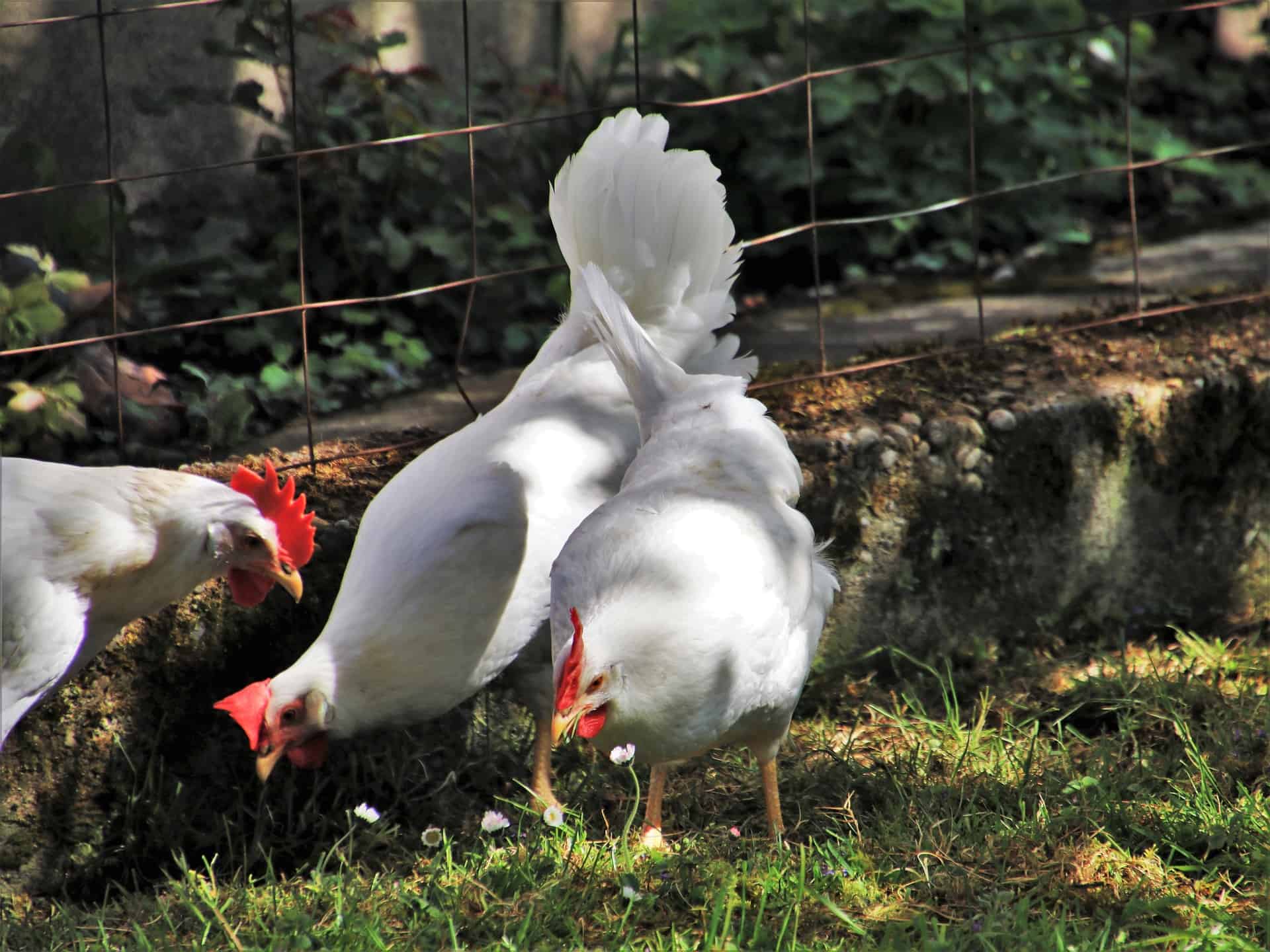 raising meat chickens