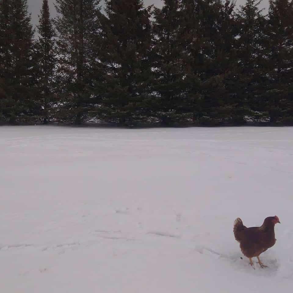 Homesteading – Why you Should go slow when Starting Out
