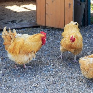 Orpington Chickens