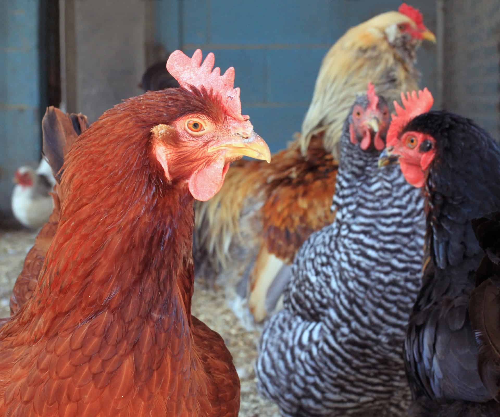 8 of the Best Chicken Breeds for Eggs