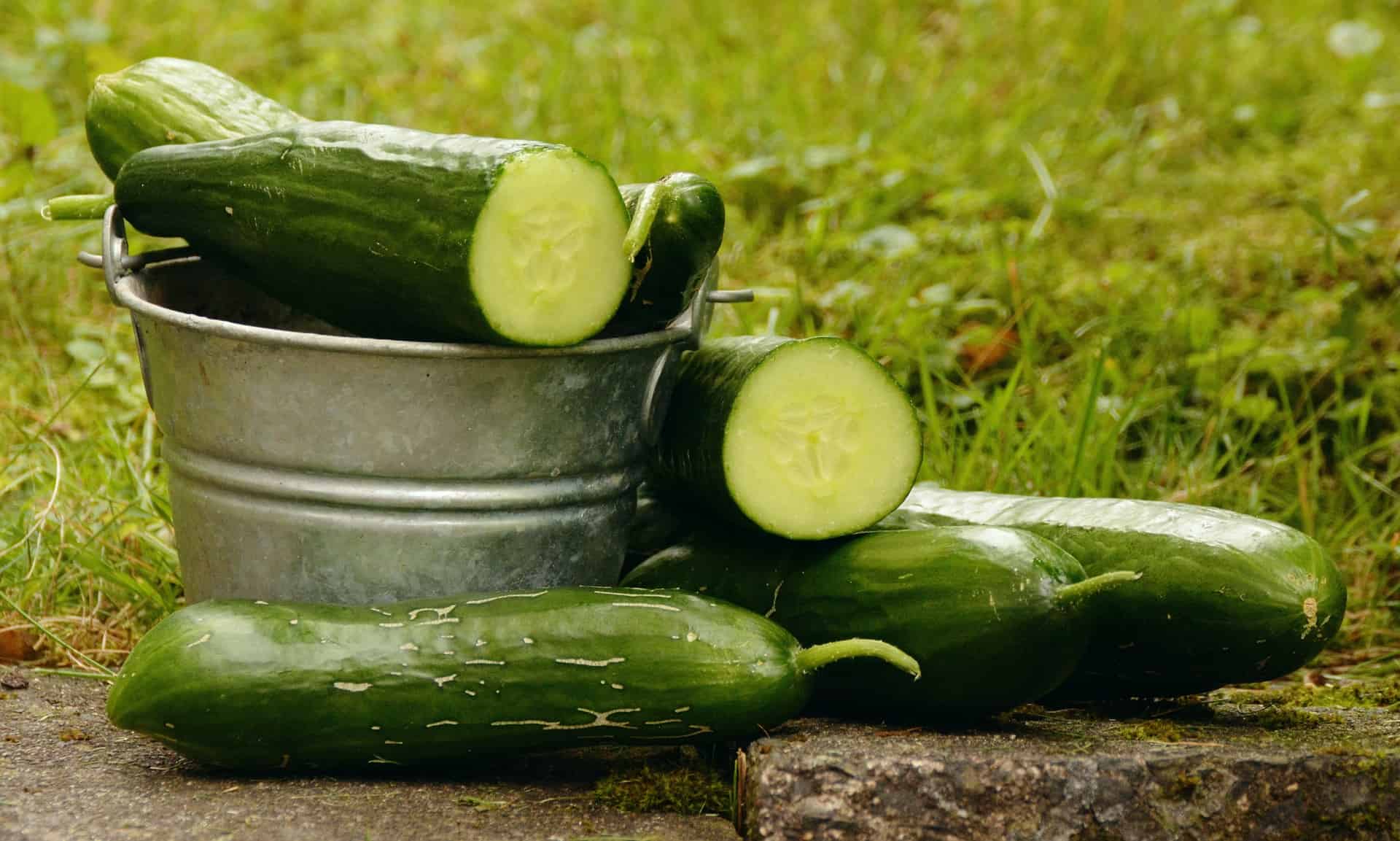 10 Easy Vegetables to Grow
