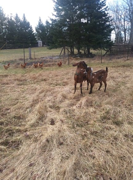 goats or cow's milk