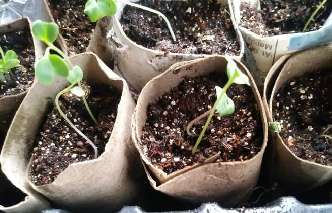 biodegradable seed pots