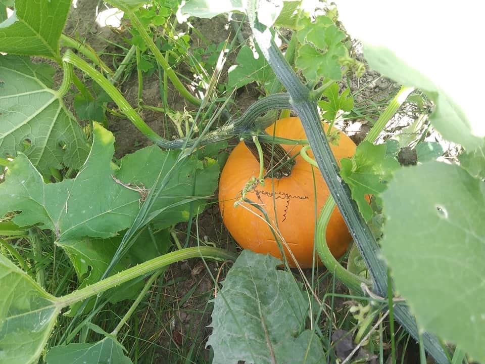 pie pumpkin