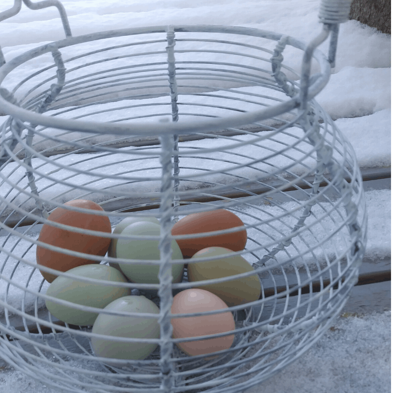 colored chicken eggs