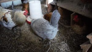 chickens in winter