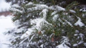 evergreens in the snow