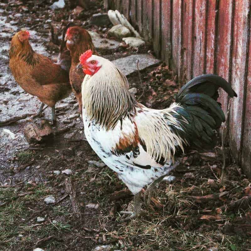 chickens