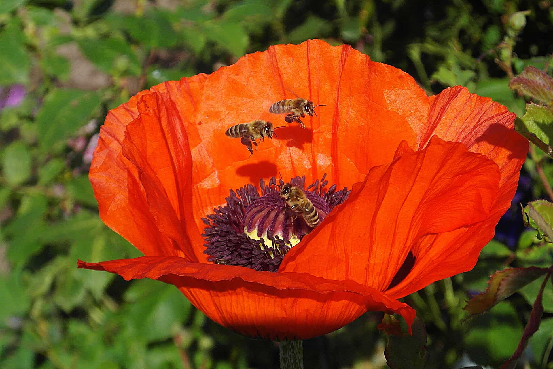 essential oils for bee stings