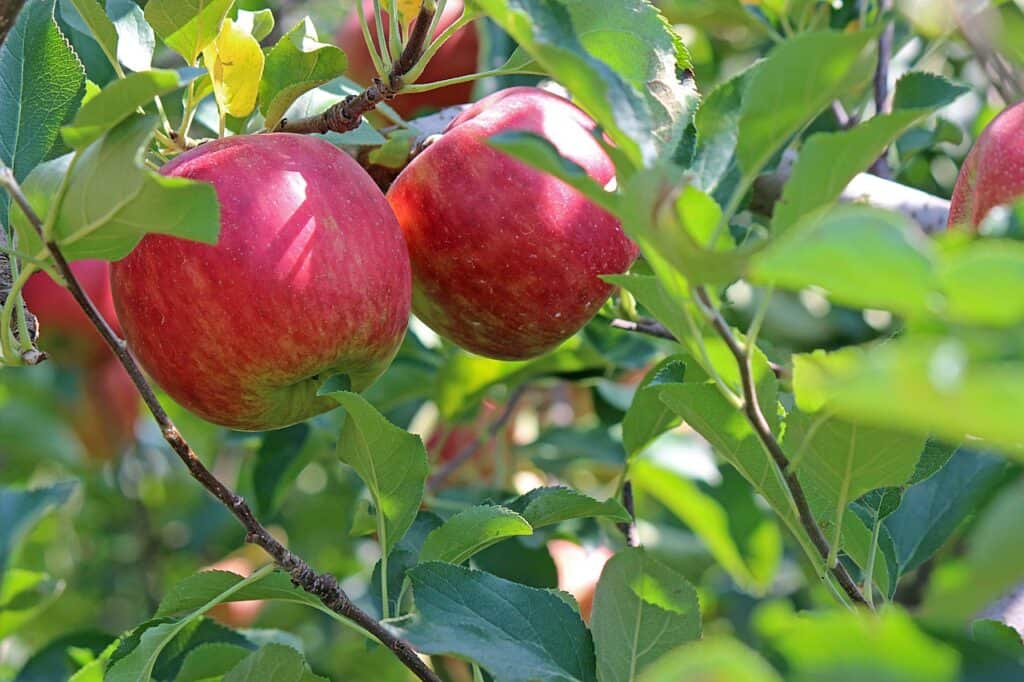 apple trees on a homestead