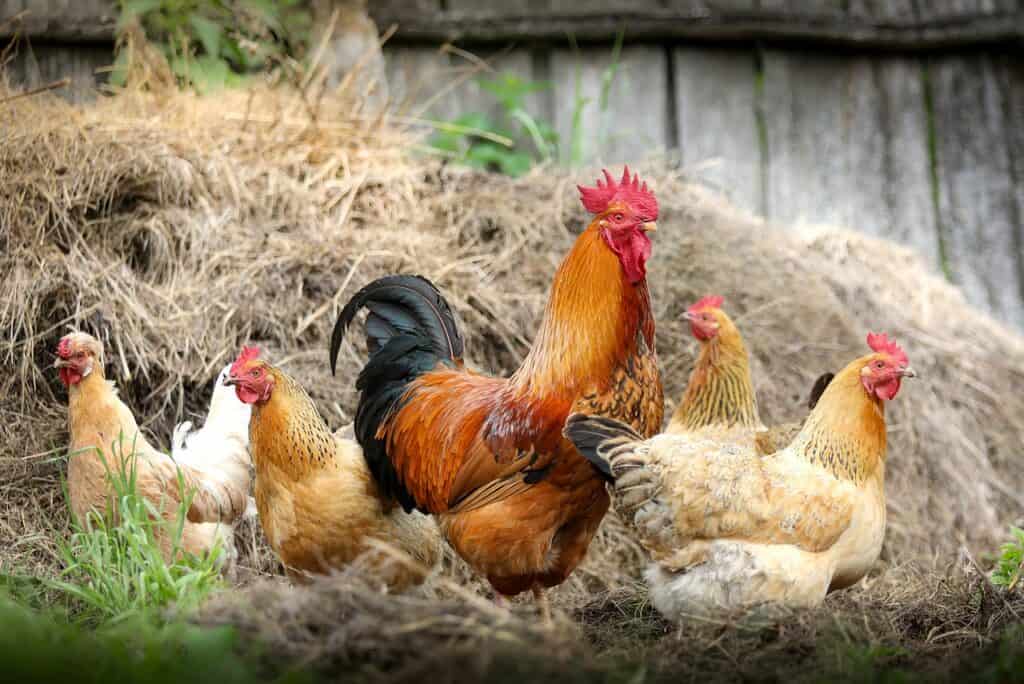 chickens on a farm