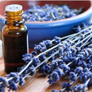 essential oils for spider bites