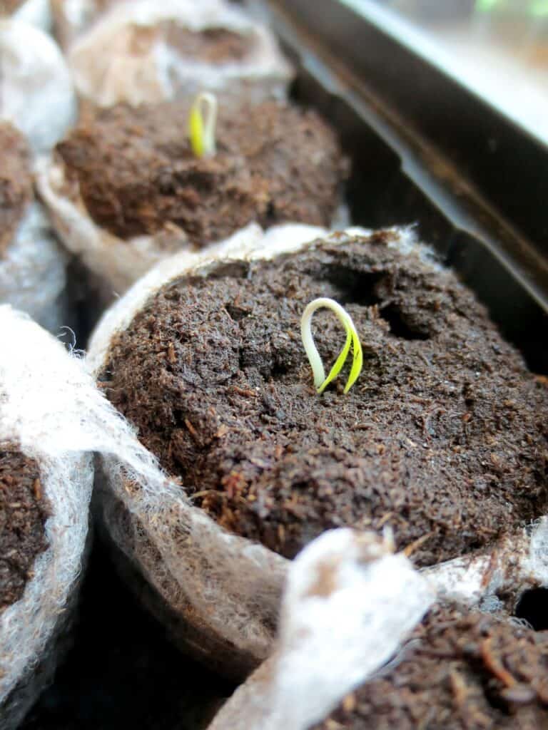 seed pots for a garden