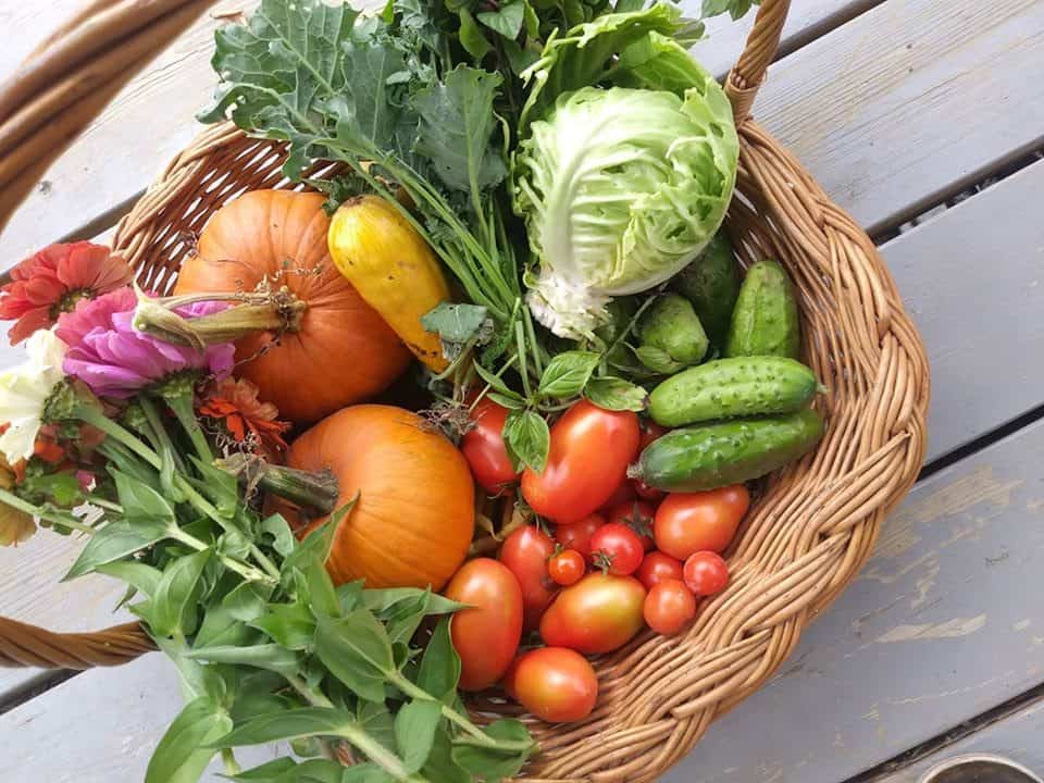 How to Start a Garden from Scratch and on a Budget