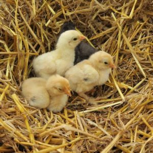 raising baby chicks