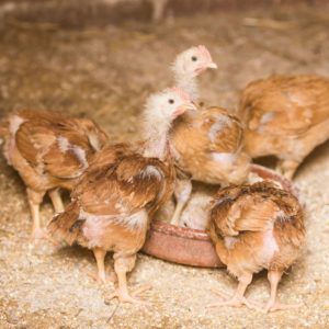 raising baby chicks