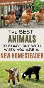 homestead animals for the beginner