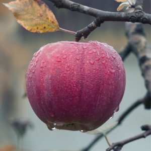 apples
