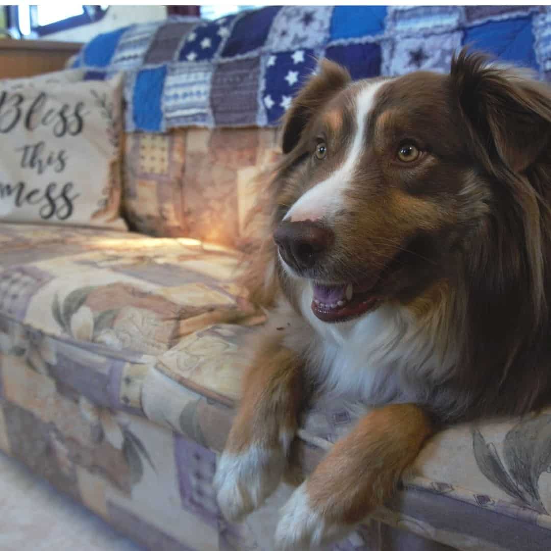 RVing with Dogs