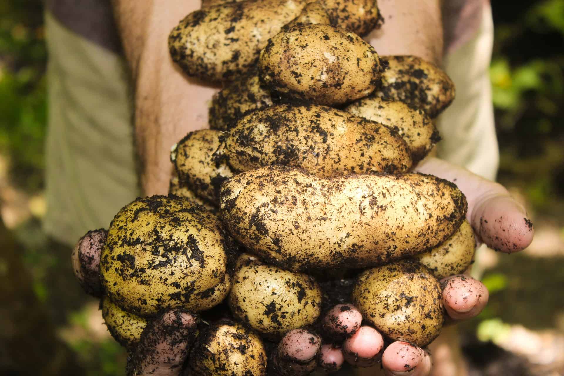 victory garden