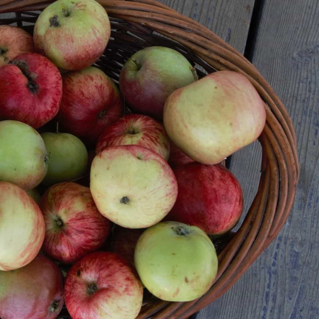 apple recipes