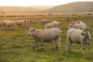 farm drought during the Depression Era