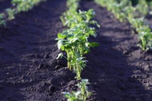 Victory gardens from The Great Depression Era