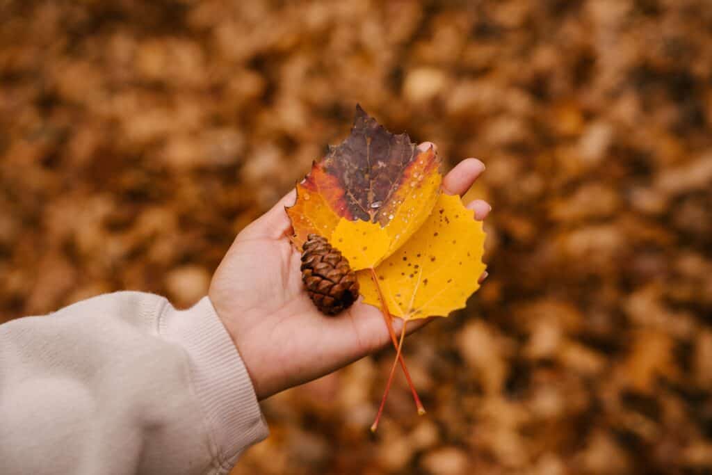 Pine Cone Fall Air Freshener