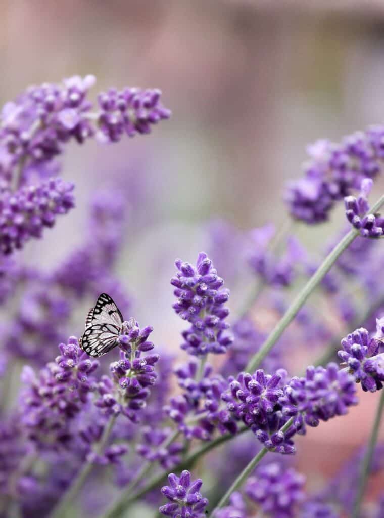 lavender buds
