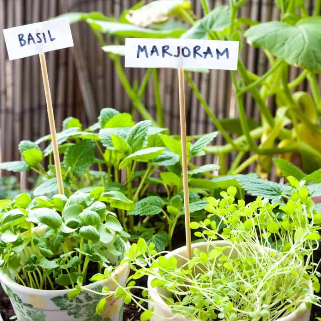 herb garden indoors