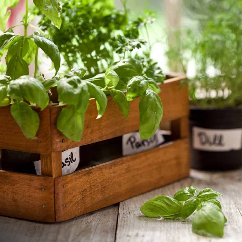 culinary herb garden