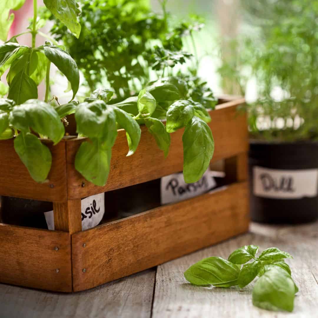 culinary herbs