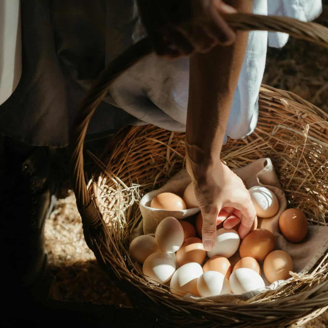 collecting chicken eggs