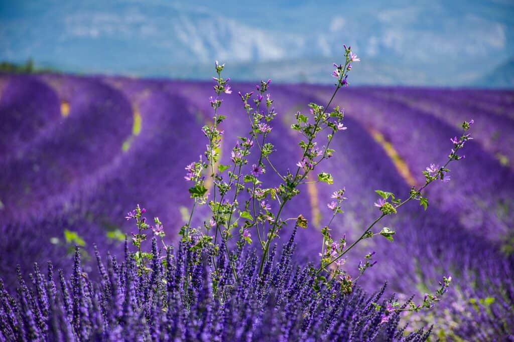 lavender fields