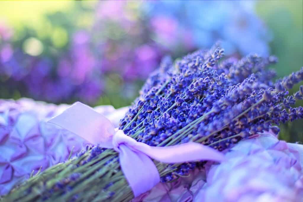 bundle of lavender