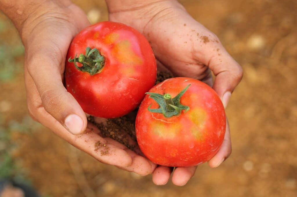 hands holding tomatoes