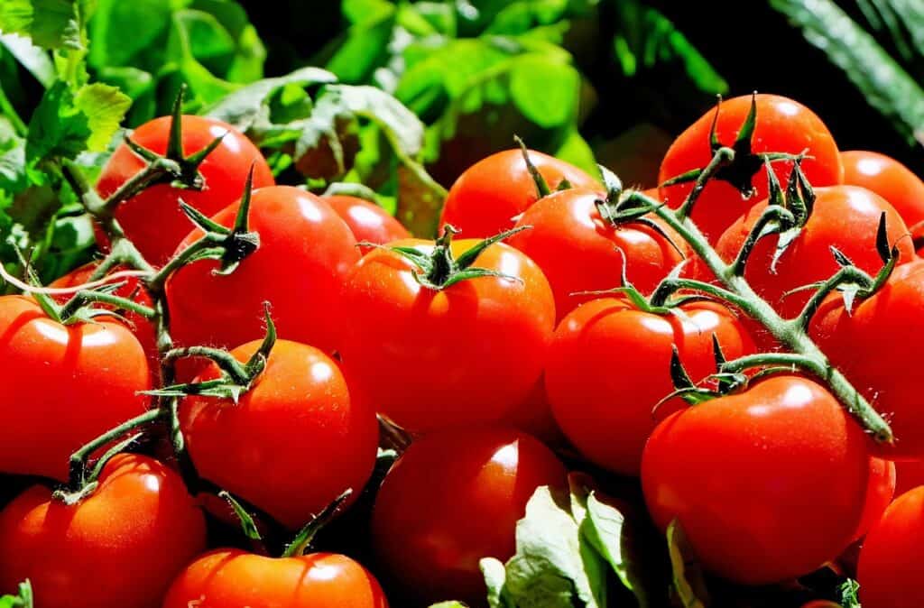 tomatoes on the vine