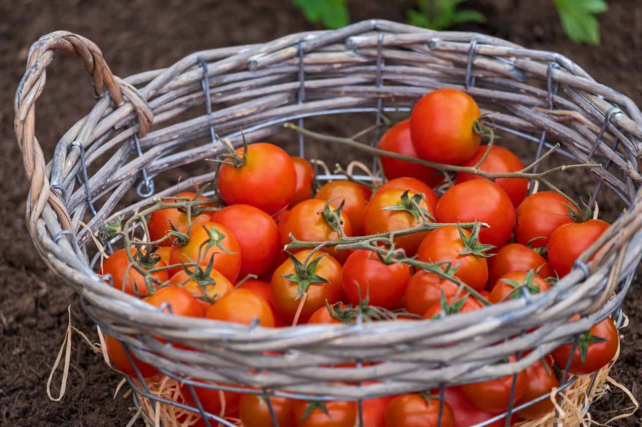How Many Tomato Plants Per Person Should you Plant?