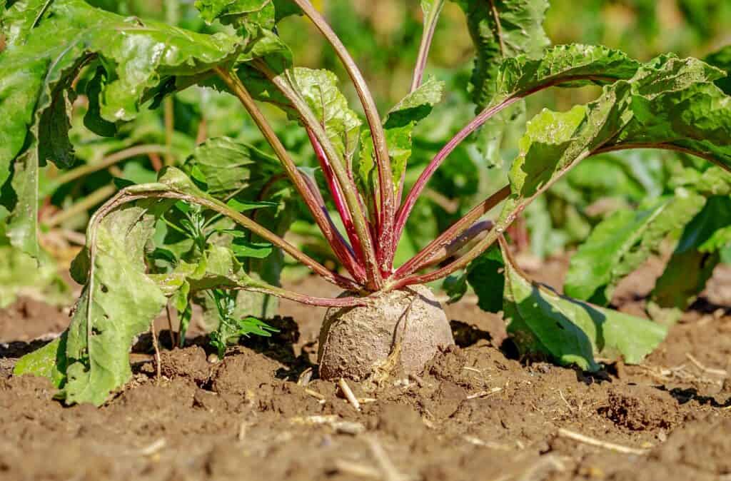 beets growing