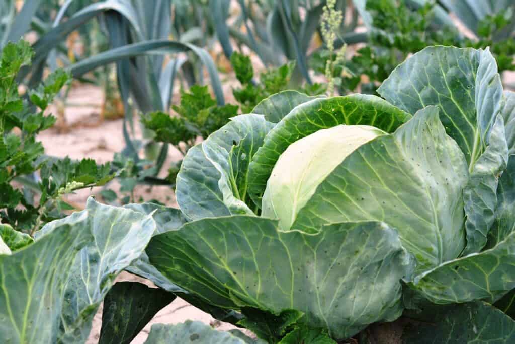 cabbage in the garden