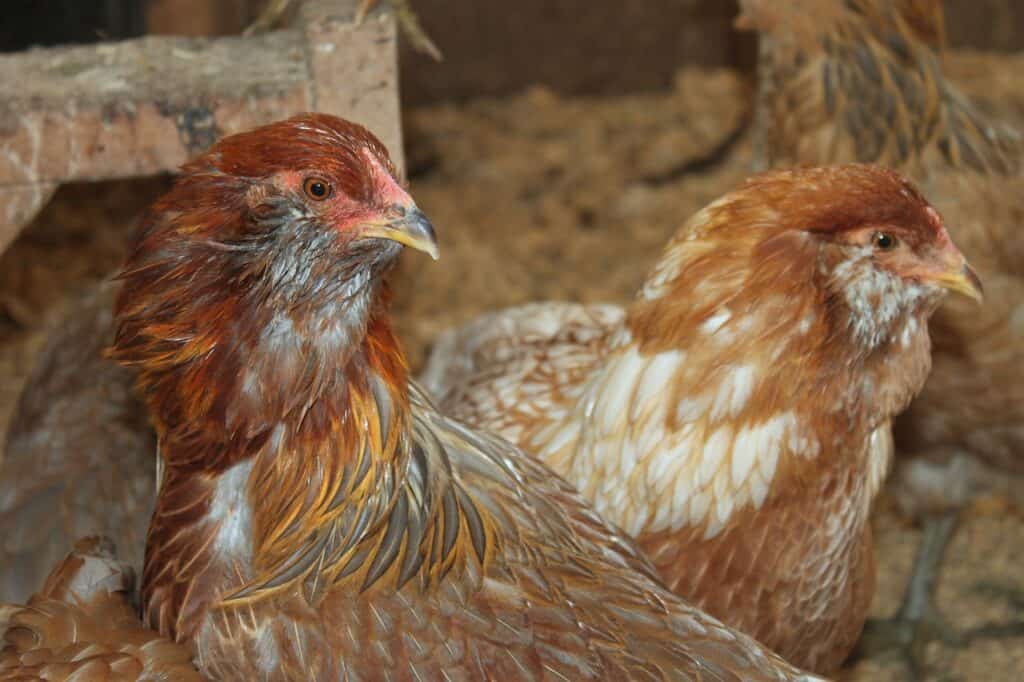 ameraucana chickens