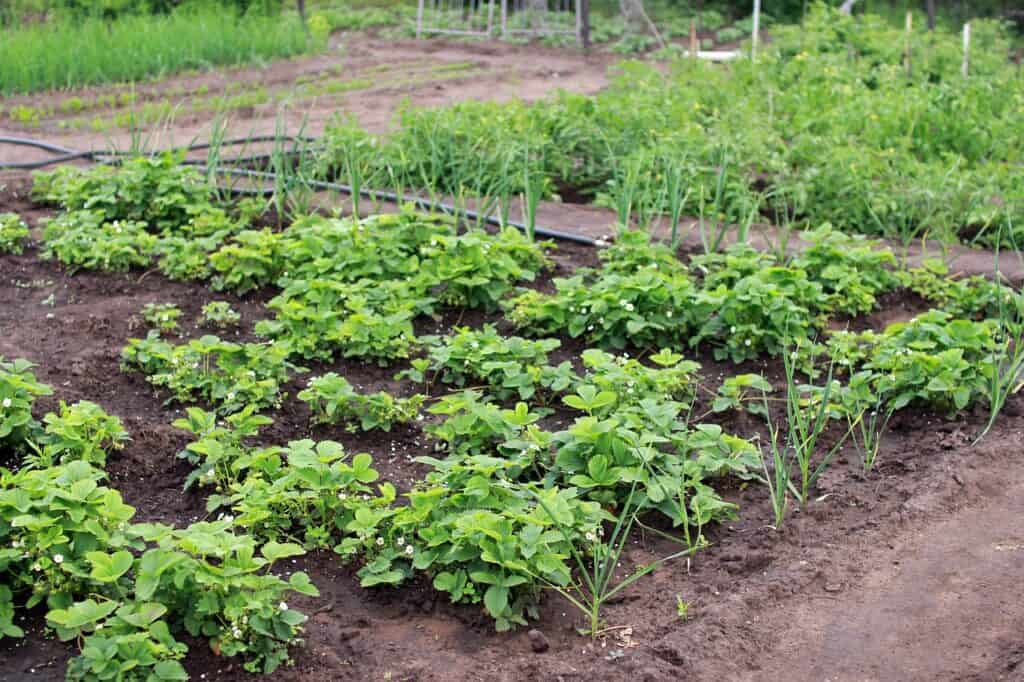country garden