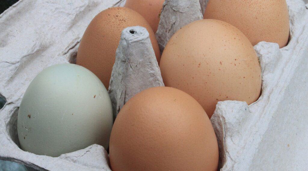 blue chicken egg in a carton