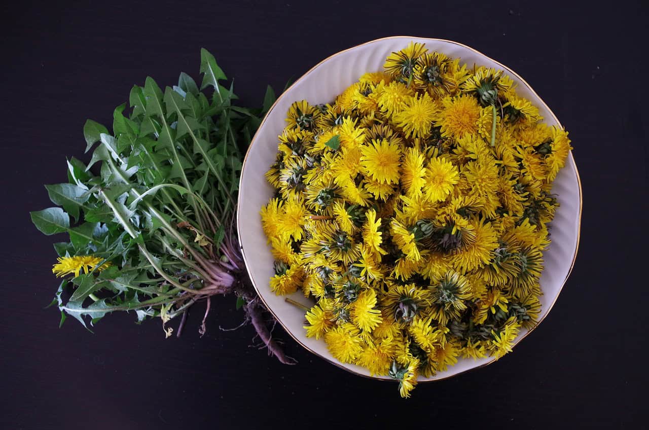 dandelion flowers and dandelion greens