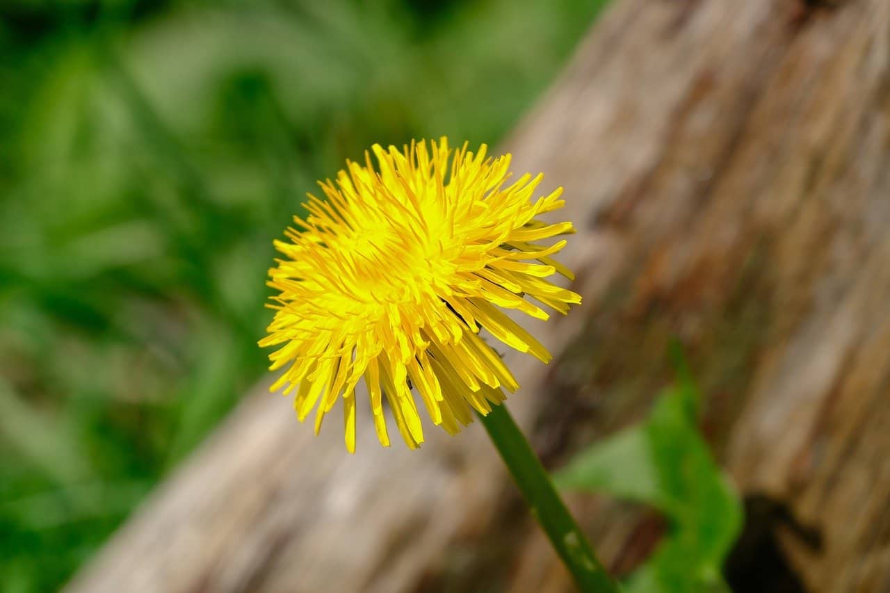 single dandelion