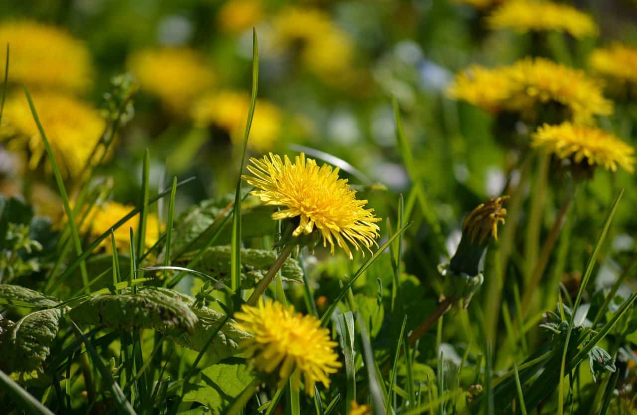 What to Make with Dandelions