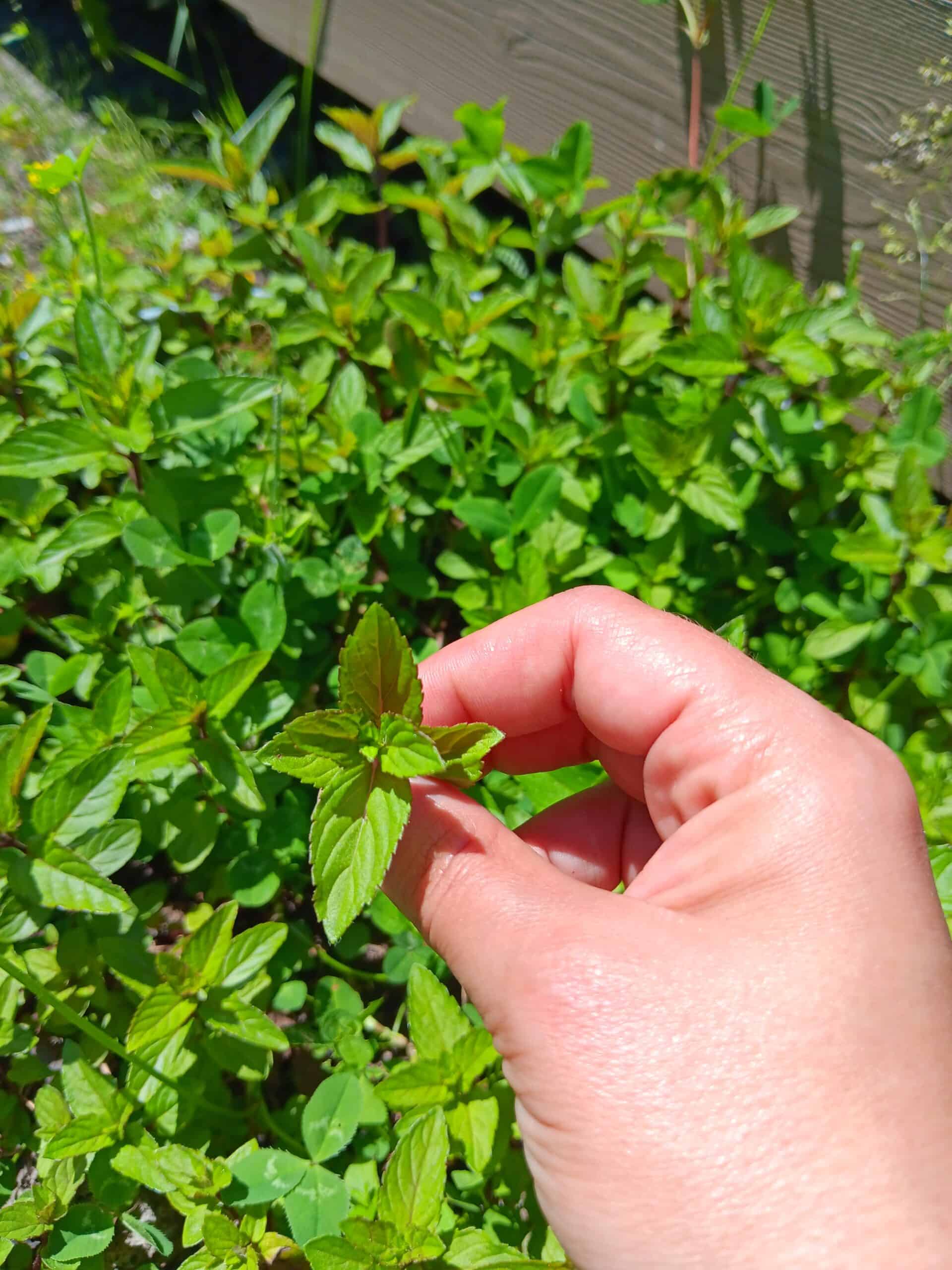 What to do with Lots of Fresh Mint Leaves